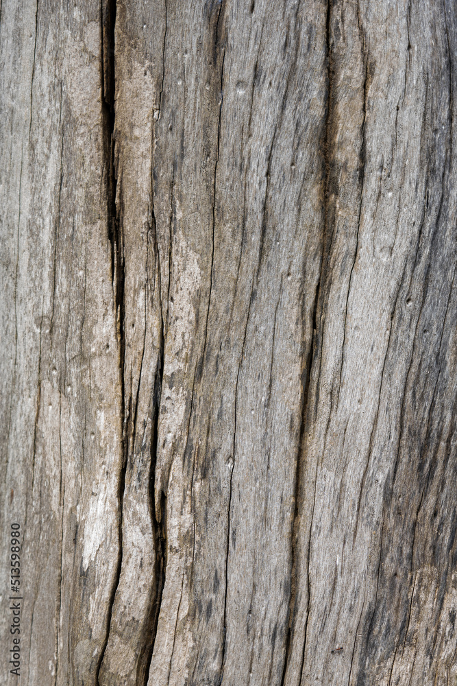 wood texture. Abstract wood texture background.
wood texture. Abstract wood texture background.