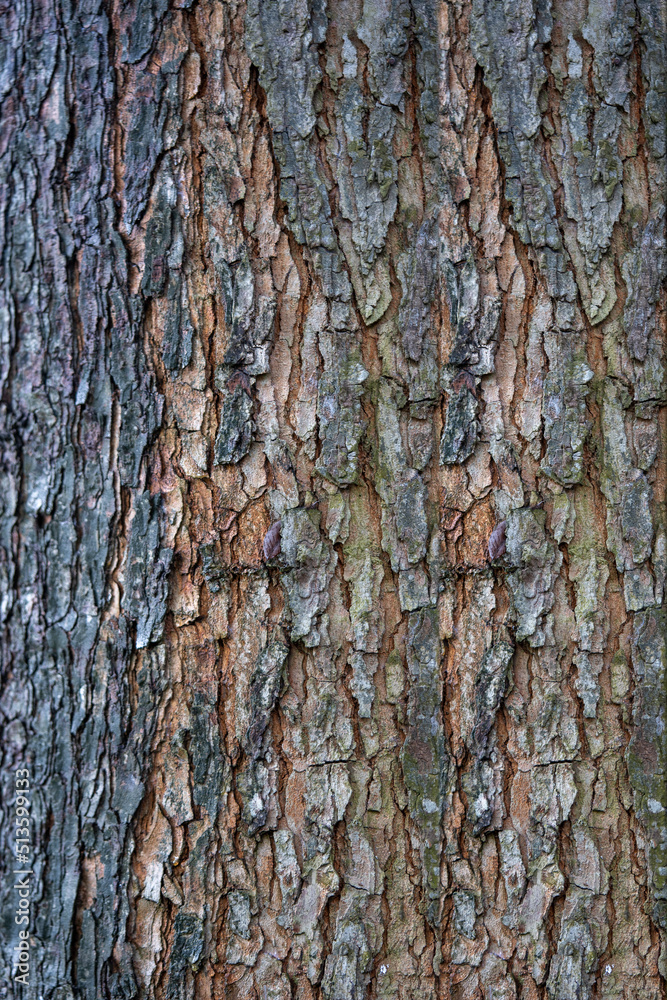 wood texture. Abstract wood texture background.
wood texture. Abstract wood texture background.