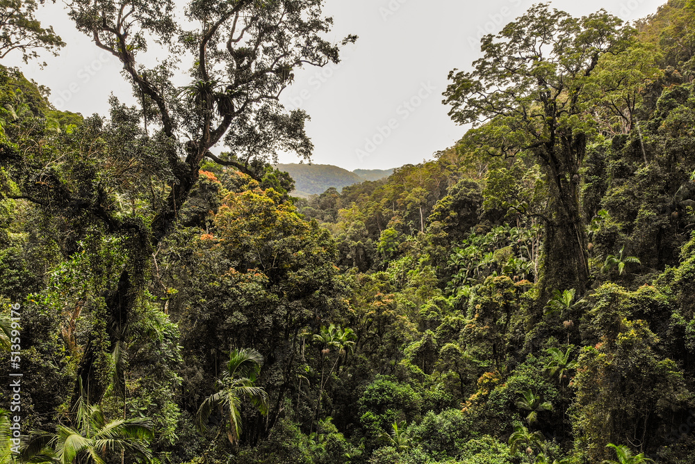 Stunning rainforest with dense, lush landscape surrounding the Australian scenic view. 