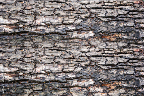 wood texture. Abstract wood texture background.
