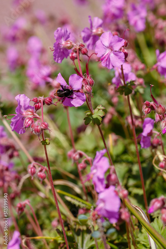  Cambridge geranium, or Geranium cantabrigiense sort Karmina