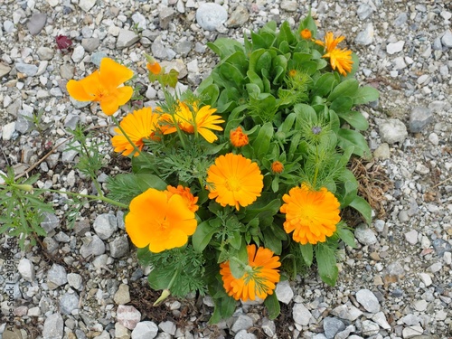 Pionierpflanzen - genügsame Blumen wachsen im Schotterhaufen 