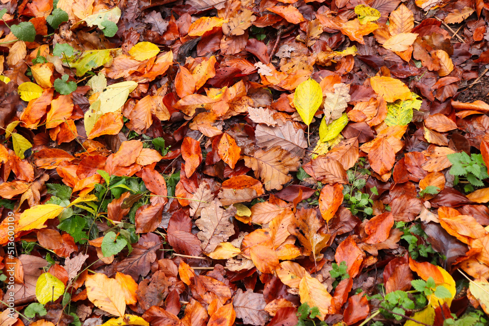 Brown, orange, yellow and green leaves on the floor of the Palatinate forest of Germany on a fall day.