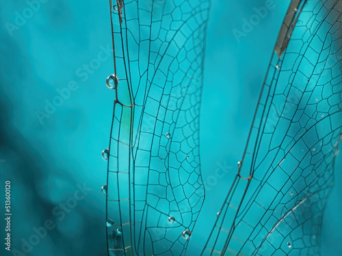 Dragonfly wing with drops of water close-up on a blue background. Natural background. Macro