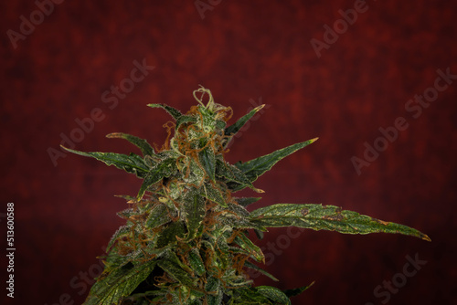Ripened Mazar auto variety of marijuana flower with dark red background