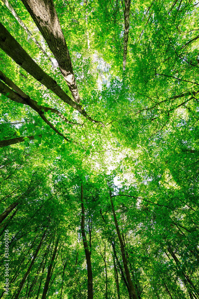 forest trees nature green wood sunlight backgrounds forest trees nature green wood sunlight backgrounds