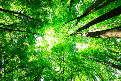 forest trees nature green wood sunlight backgrounds