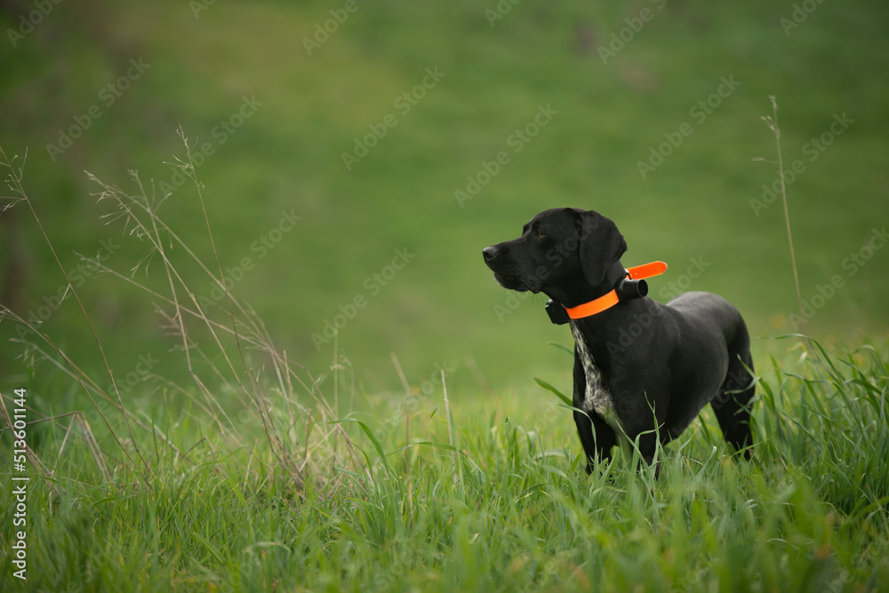 German shorthair pointer standing in a green field.. German shorthair pointer standing in a green field..