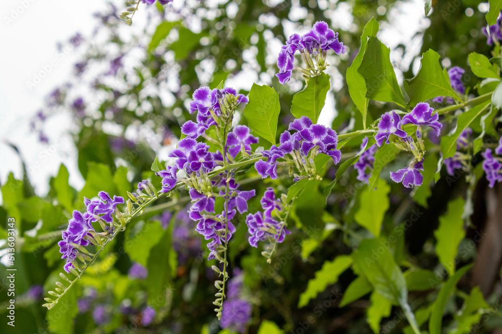 Petites fleurs mauve dans la nature Petites fleurs mauve dans la nature