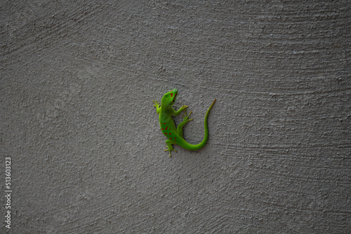 Lézard (gekko) vert sur un mur 