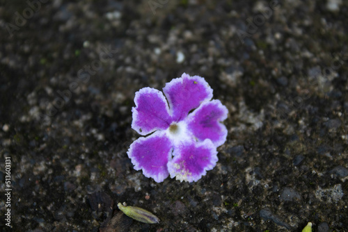 Petite fleur mauve sur le sol 