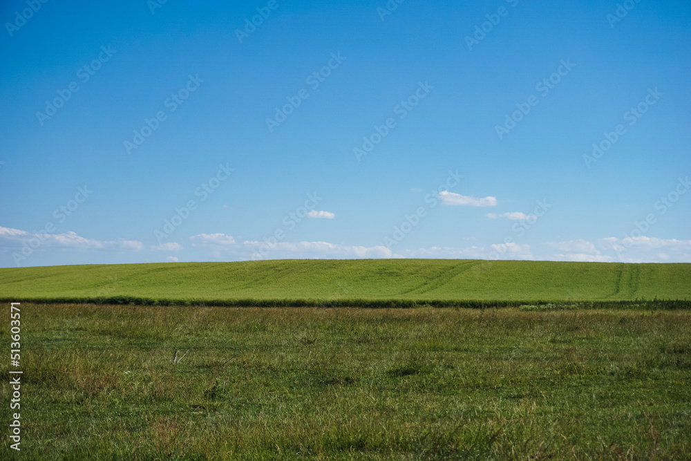 Beautiful Ukrainian green field in summer, sunny weather.
