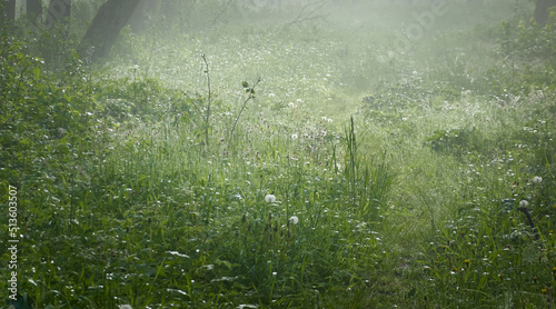 Canvas Print Forest meadow (lawn) at sunrise