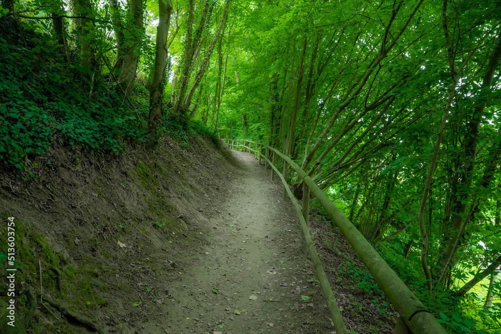 Fototapeta premium Waldweg im Kraichgau
