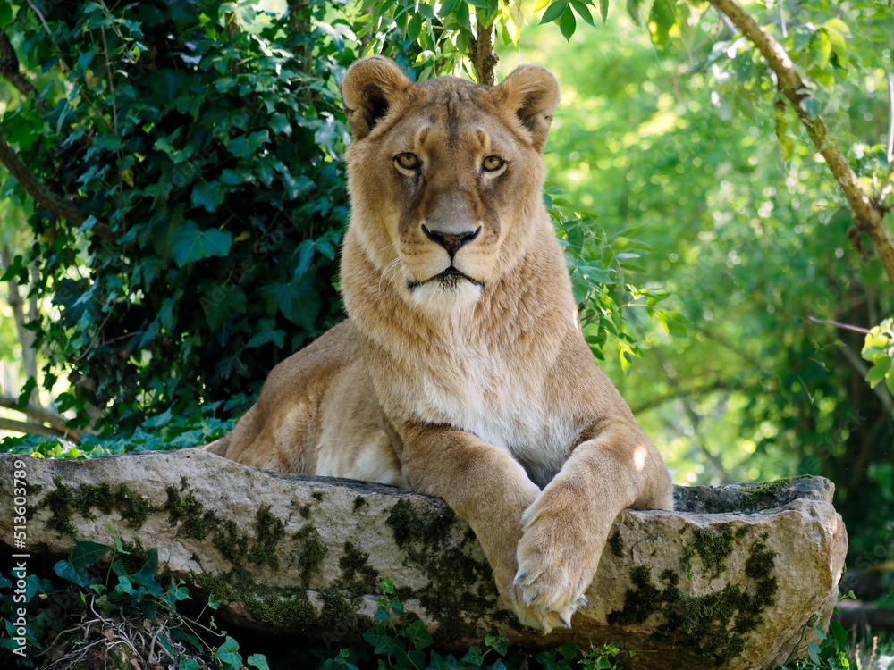 Portrait of lioness (Panthera leo) isolated among the vegetation with legs crossed and looking the photographer Portrait of lioness (Panthera leo) isolated among the vegetation with legs crossed and looking the photographer