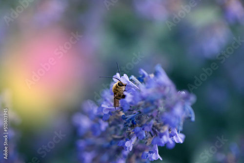 Fototapeta Naklejka Na Ścianę i Meble -  Bee sucking nectar from purple flowers. Bee eating nectar at purple little flowers in garden