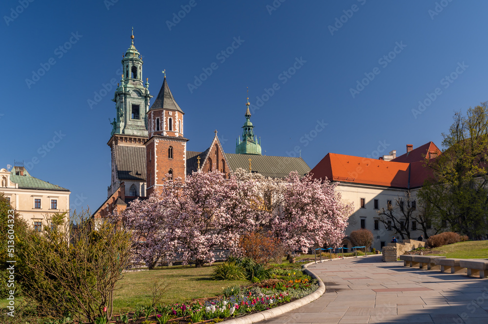 Wawel cathedral and castle with blooming magnolia tree, sunny day, Krakow, Poland