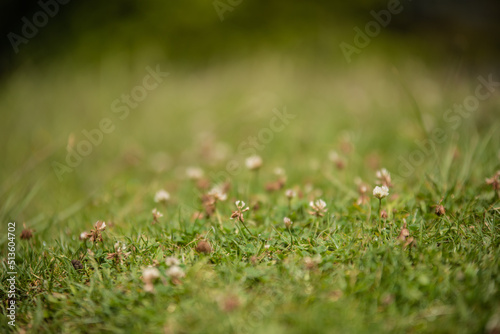 grass and flowers