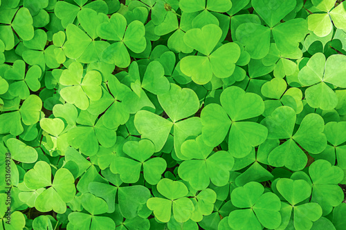 A background of green clover leaves. High quality photo