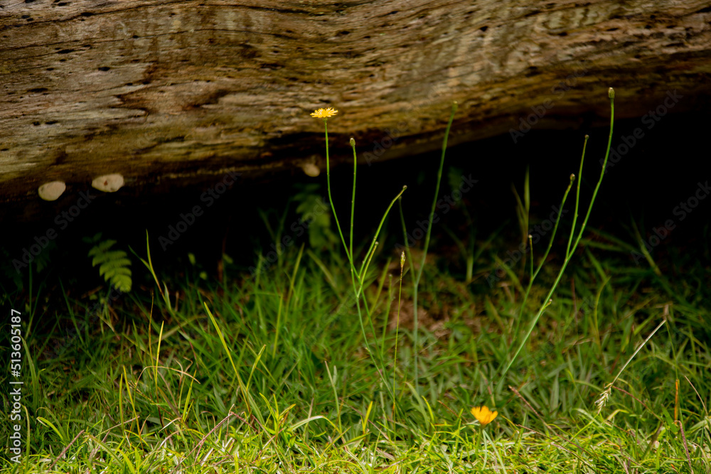 Obraz premium moss on a trunk