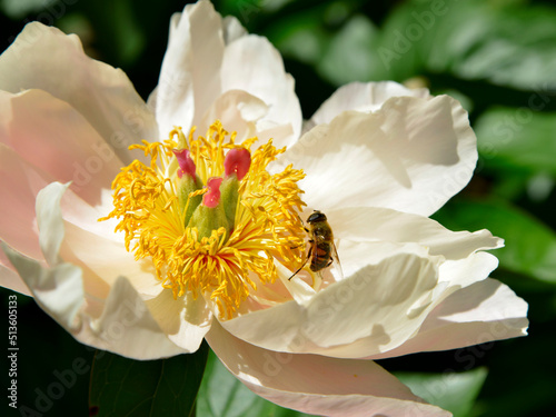 Closeup white and yellow Chinese peony flower (Paeonia lactiflora) a foraging insect of genus Eristalis photo