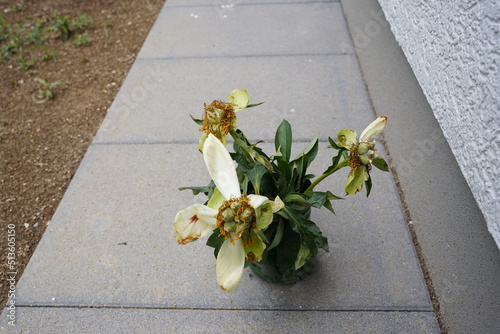 dead flowers in a vase