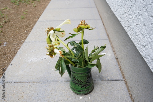dead flowers in a vase