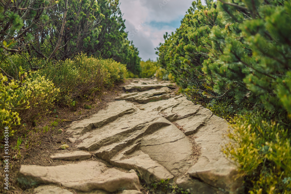 Panorama of summer with landscape pine plant and green grass rocky meadow view and dirt road trail. Babia Gora, Poland, Europe