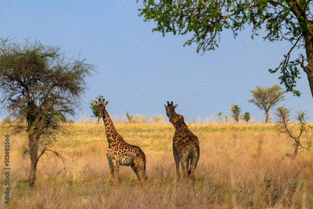 Obraz premium Pair of giraffes in savanna in Serengeti national park in Tanzania. Wild nature of Tanzania, East Africa