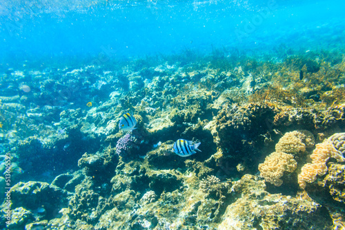 Different tropical fish at coral reef in the Red sea in Blue lagoon  Sinai peninsula in Egypt