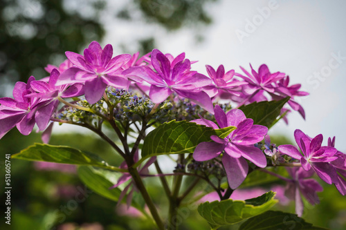 ピンクのヤマアジサイ