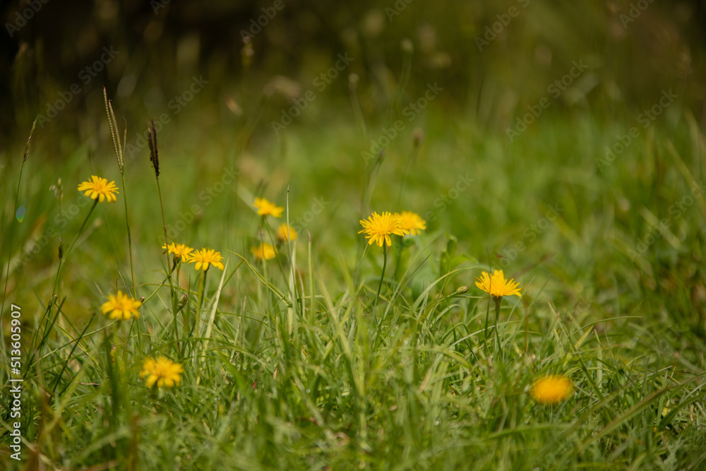 yellow dandelion flower field natural landscape yellow dandelion flower field natural landscape