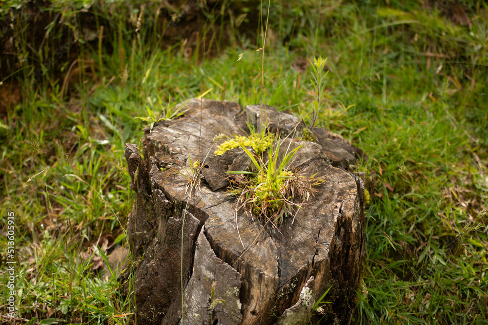 grass on truck cut tree grass on truck cut tree
