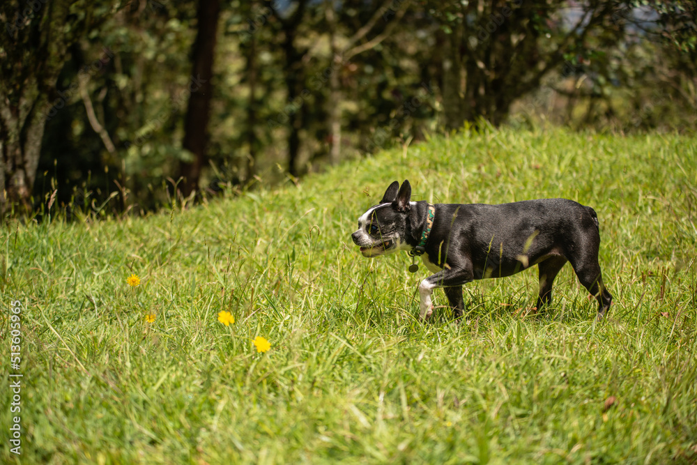 boston terrier portrait on dandelion field boston terrier portrait on dandelion field