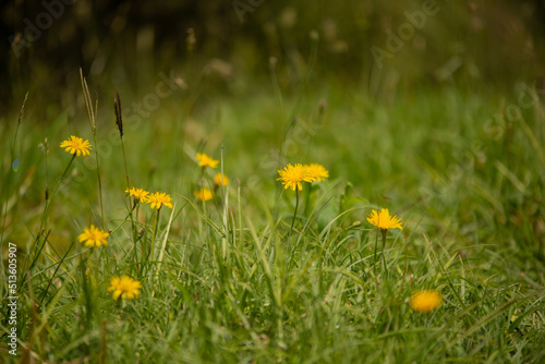yellow dandelion flower field natural landscape