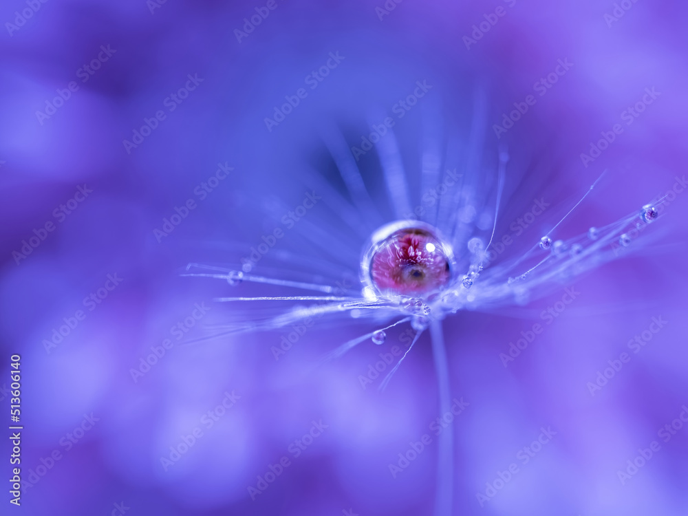 Fototapeta premium A drop of water on a dandelion fluff with a reflection of a pink flower inside. natural background.