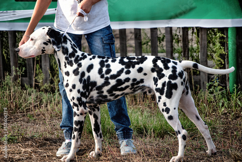 A Dalmatian dog posing at a dog show in summer.