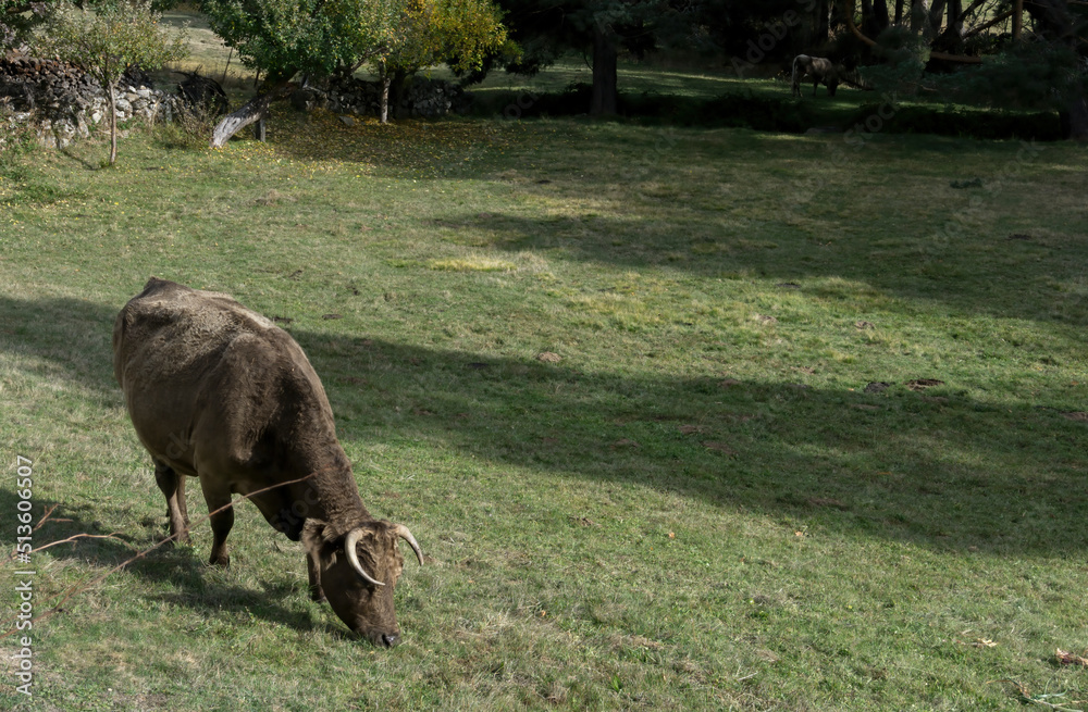 Fototapeta premium cows grazing in the field next to a pine forest