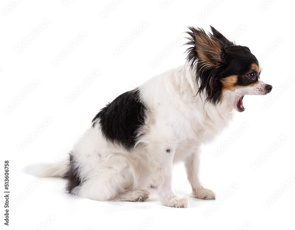 Chihuahua dog screaming Chihuahua dog screaming
