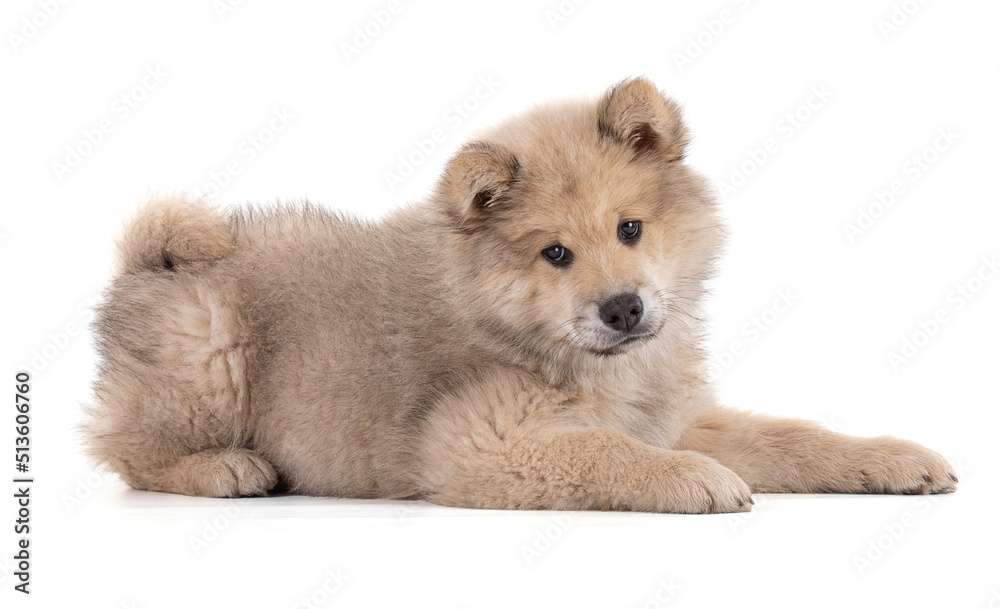 Adorable beige Eurasier puppy