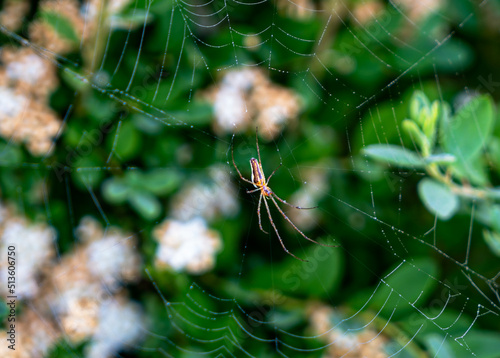 Spider web on a background of green leaves