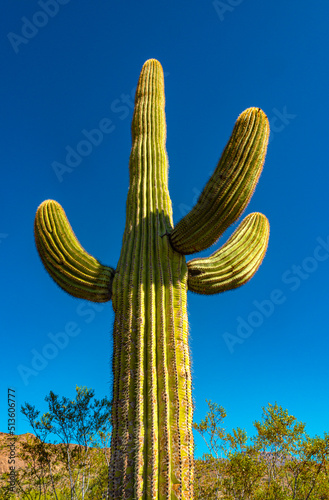 Medium shot, giant cactus Saguaro cactus (Carnegiea gigantea) against the blue sky, Arizona USA