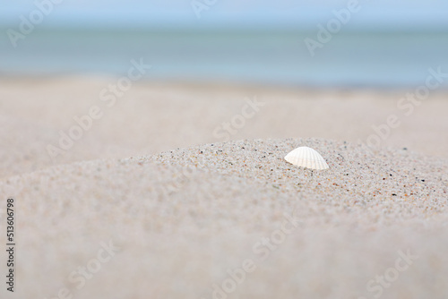 Shell laying on the shore of a white sanded beach at Marielyst, Denmark