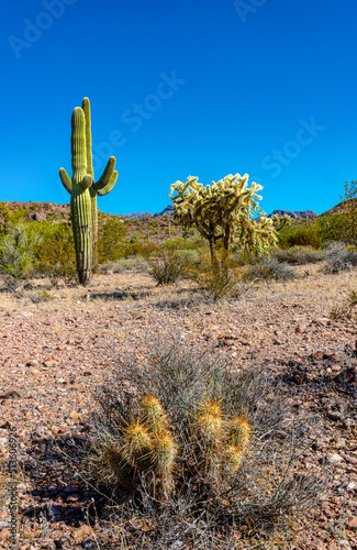 Golden hedgehog cactus (Echinocereus nicholii), Cylindropuntia sp. in a Organ Pipe Cactus National Monument, Arizona