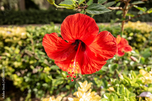 Red hibiscus flower of Spain