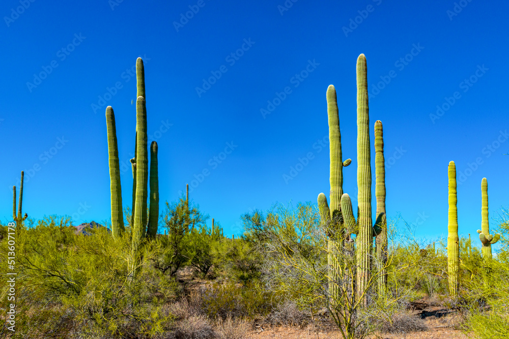Arizona desert landscape, giant cacti Saguaro cactus (Carnegiea gigantea) against the blue sky, USA