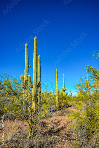 Arizona desert landscape, giant cacti Saguaro cactus (Carnegiea gigantea) against the blue sky, USA