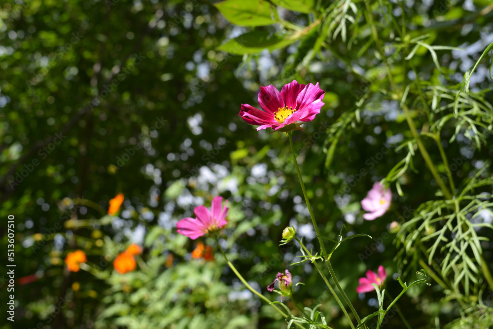 Pink cosmos flowers against the background of distant trees in the garden. Summer horizontal photography. Pink cosmos flowers against the background of distant trees in the garden. Summer horizontal photography.