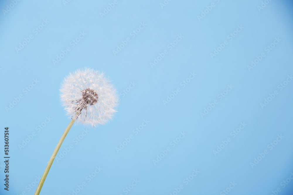 Macro close up detailed high resolution puffy dandelion white spherical whole entire head isolated full of ripe seeds on the bright solid fond plain blue background.