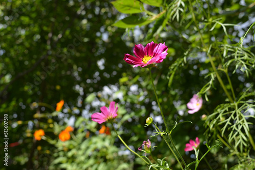 Pink cosmos flowers against the background of distant trees in the garden. Summer horizontal photography.